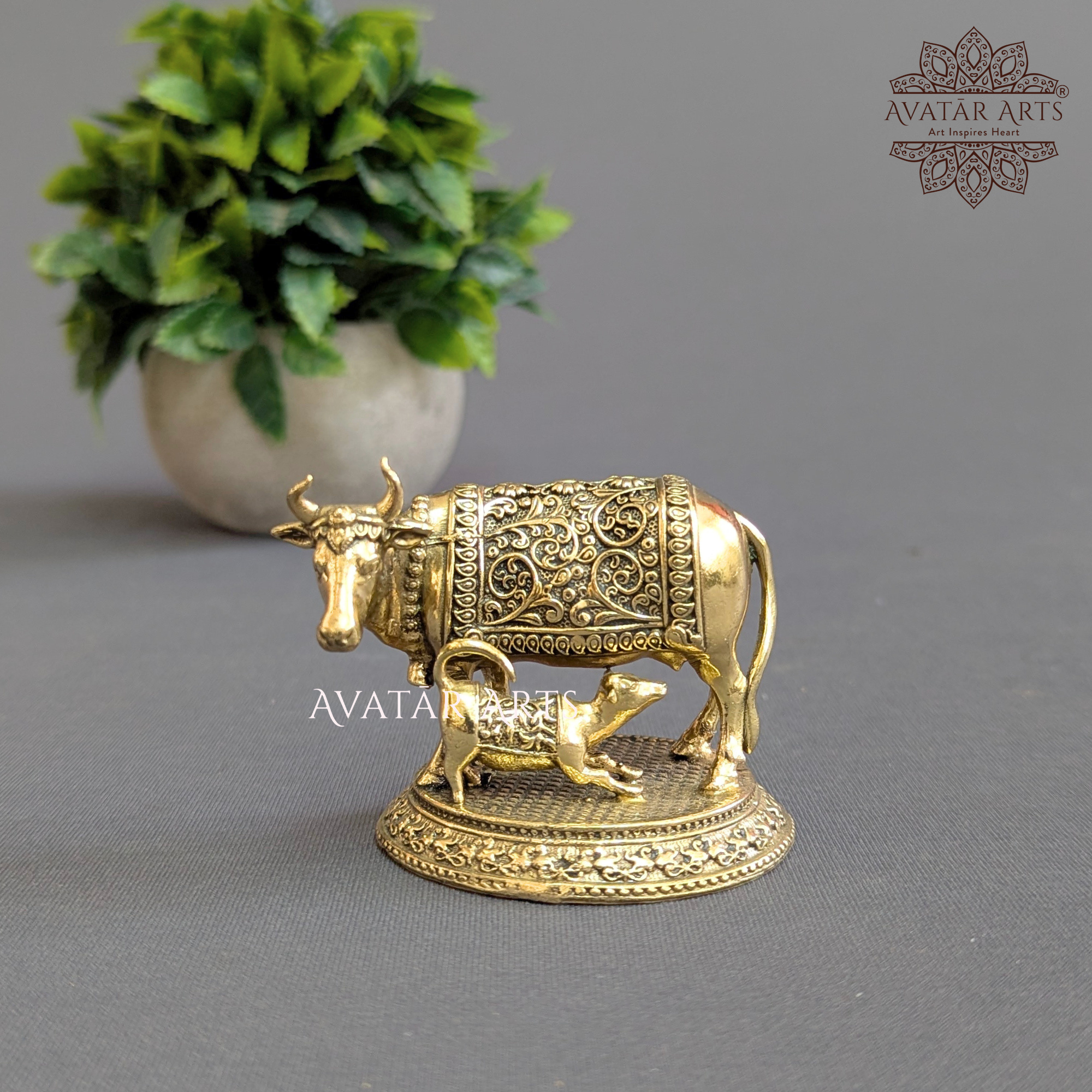 Kamdhenu Cow with her Calf